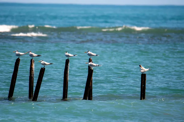 Mouette Sur Plage — Photo