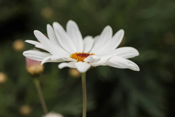 Weiße Gänseblümchenblümchen Garten — Stockfoto