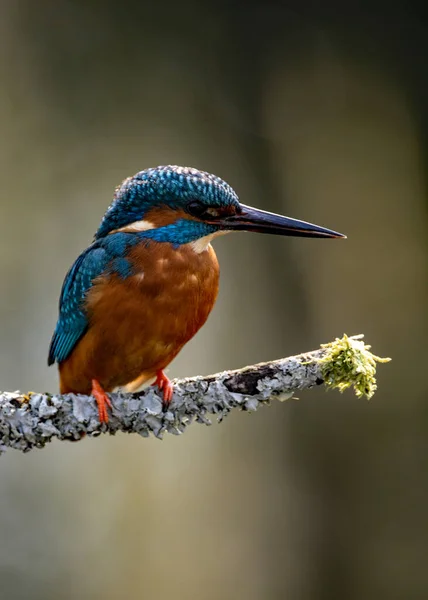 Schöne Aufnahme Eines Vogels Natürlichem Lebensraum — Stockfoto