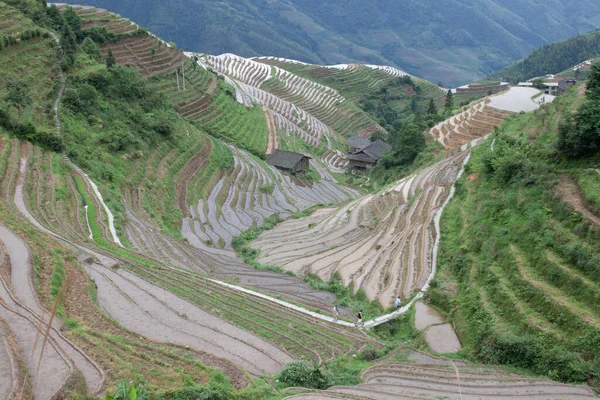 Terraced Rice Terraces Vietnam — Stock Photo, Image