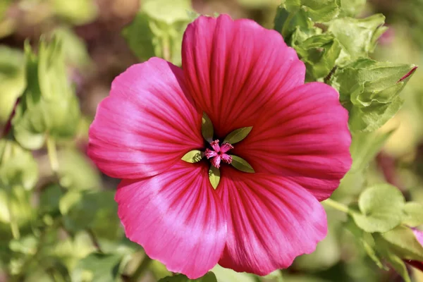 Belles Fleurs Poussant Dans Jardin — Photo