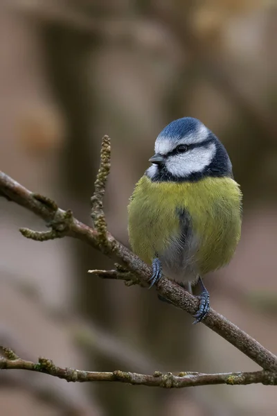 Great Tit Parus Major Branch — 스톡 사진