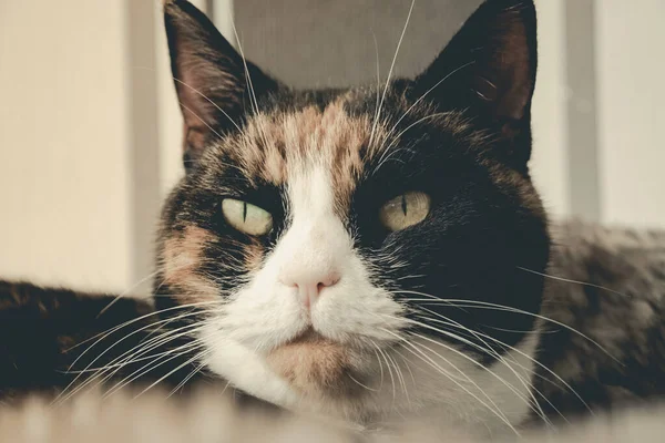 Gatto Bianco Nero Con Bellissimi Occhi — Foto Stock