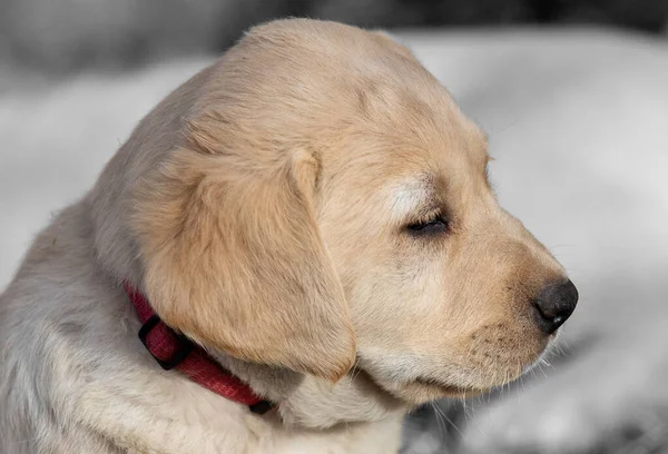 Золотий Собака Ретривер Вулиці — стокове фото