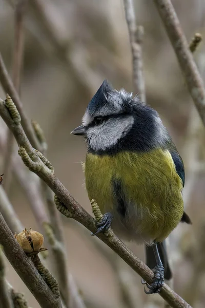 Vogel Een Tak — Stockfoto