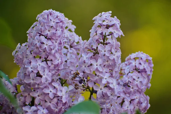 庭の美しいライラックの花 — ストック写真