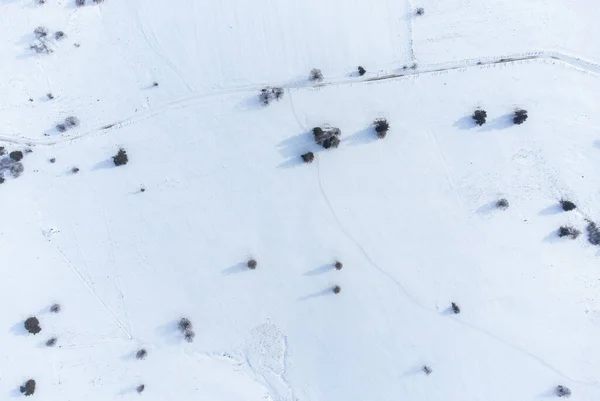 Árvores Cobertas Neve Parque — Fotografia de Stock