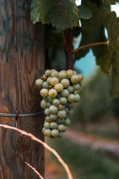 Grapes Vine — Stock Photo, Image