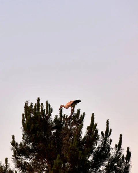 Schöne Aufnahme Eines Vogels Natürlichem Lebensraum — Stockfoto