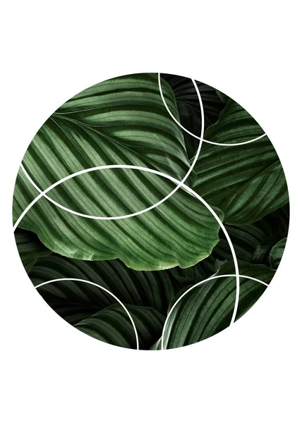 Grüne Blätter Von Monstera Auf Weißem Hintergrund — Stockfoto