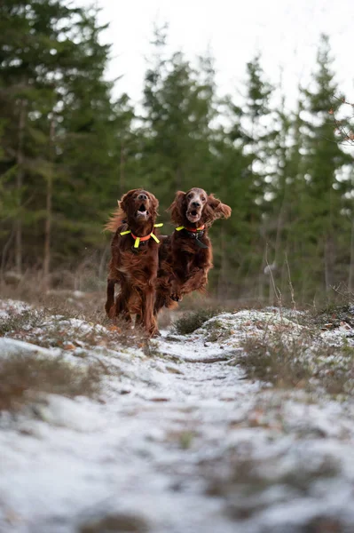 Cão Neve — Fotografia de Stock