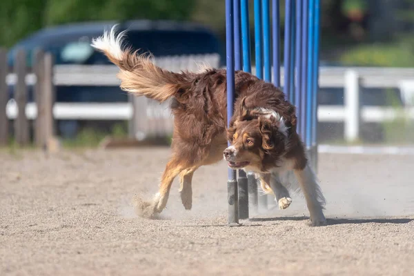 Dog Running Park — Stock Photo, Image