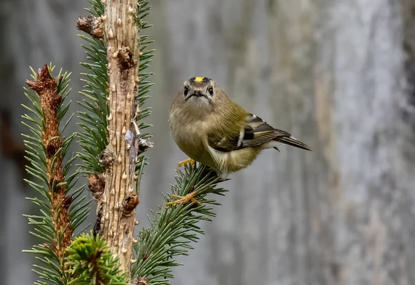 Sperling Auf Einem Ast Eines Baumes — Stockfoto