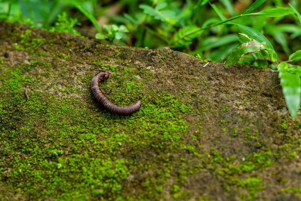 Nahaufnahme Wurm Auf Dem Boden — Stockfoto