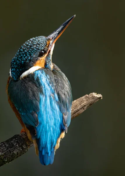 自然生态中美丽的鸟群 — 图库照片