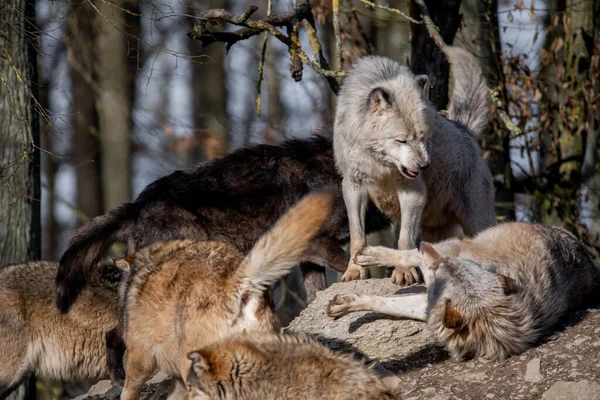 Egy Közeli Kép Egy Farkasról Erdőben — Stock Fotó
