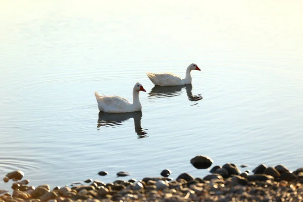 Cisne Branco Lago — Fotografia de Stock