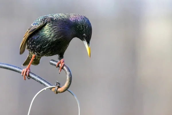 Vacker Fågelbild Naturlig Miljö — Stockfoto