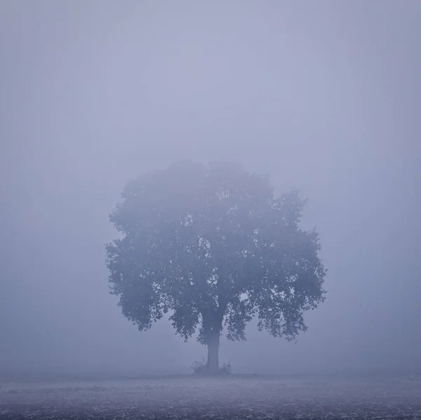 Arbre Solitaire Dans Brouillard — Photo