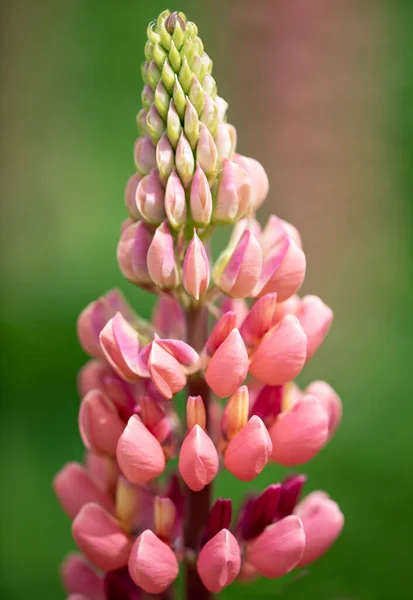 Közel Egy Gyönyörű Rózsaszín Virág — Stock Fotó