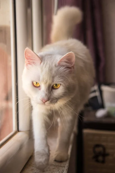 Kočka Sedí Parapetu — Stock fotografie
