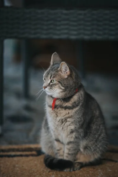 고양이 거리에 — 스톡 사진