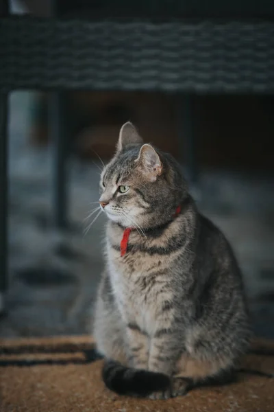 Gato Rua — Fotografia de Stock