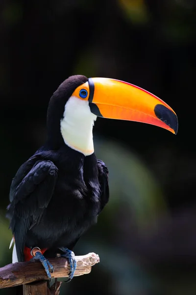 Belle Photo Oiseau Dans Habitat Naturel — Photo