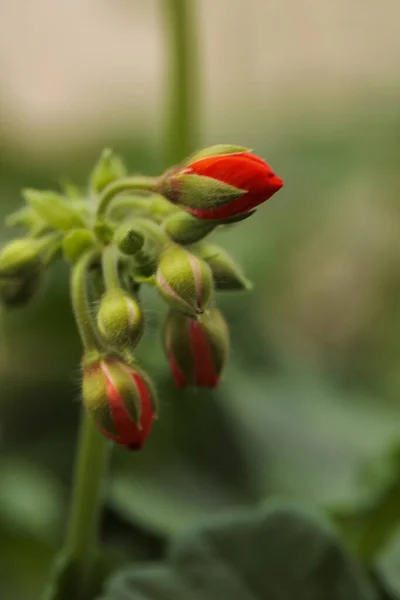 Červená Maková Květina Zahradě — Stock fotografie
