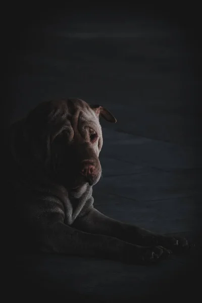 Roztomilý Pes Černém Pozadí — Stock fotografie