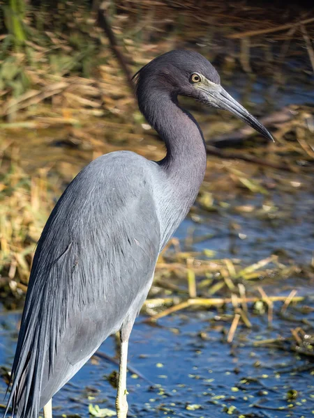 Stor Egret Vattnet — Stockfoto