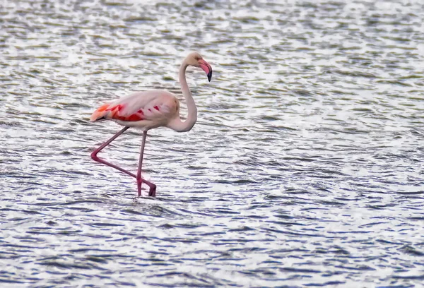 Flamingo Rosa Phoenicopterus Ruber Roseus Maior Pelecanus Onocrotalus Bolívia — Fotografia de Stock
