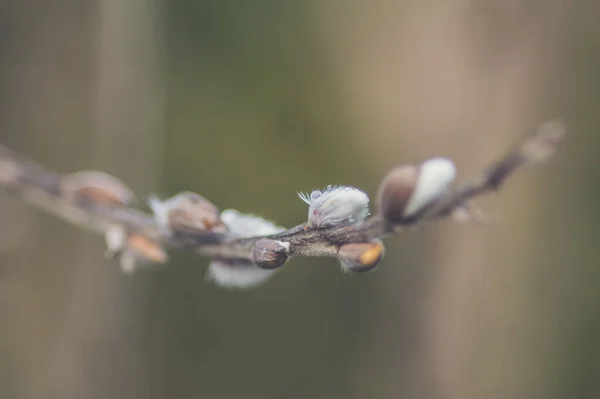 배경에 꽃봉오리가 버드나무 — 스톡 사진
