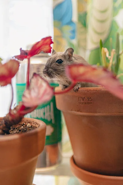 Pequeno Hamster Jardim — Fotografia de Stock