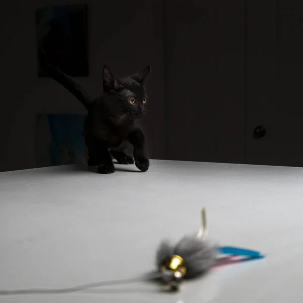 Черная Кошка Столе — стоковое фото