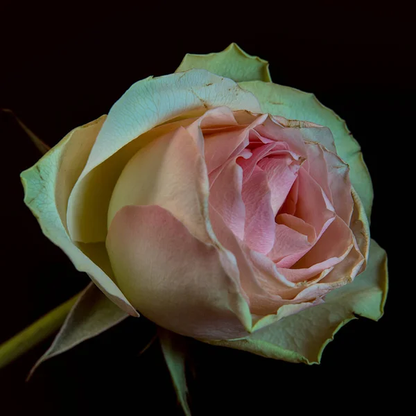 Beautiful Rose Flower Black Background — Stock Photo, Image