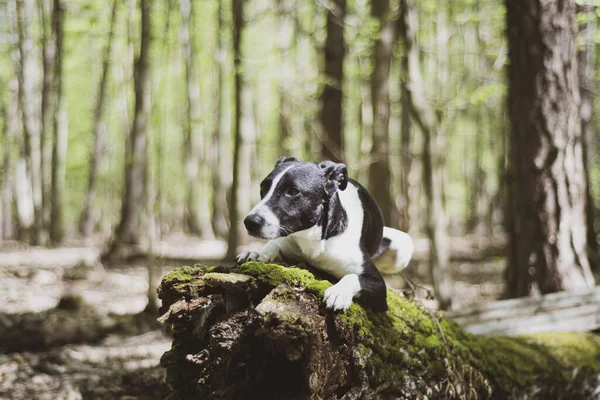 Hond Het Bos Natuur — Stockfoto