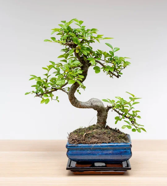 Bonsai Tree Pot White Background — Stock Photo, Image