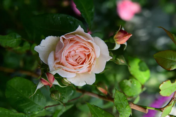 Beautiful Flowers Growing Garden — Stock Photo, Image