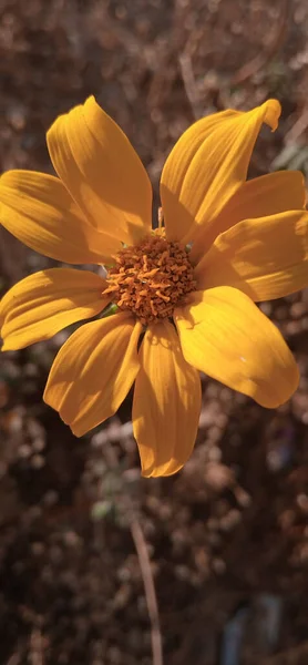 Hermosas Flores Que Crecen Jardín — Foto de Stock