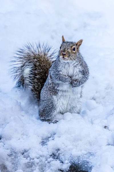雪中的松鼠 — 图库照片
