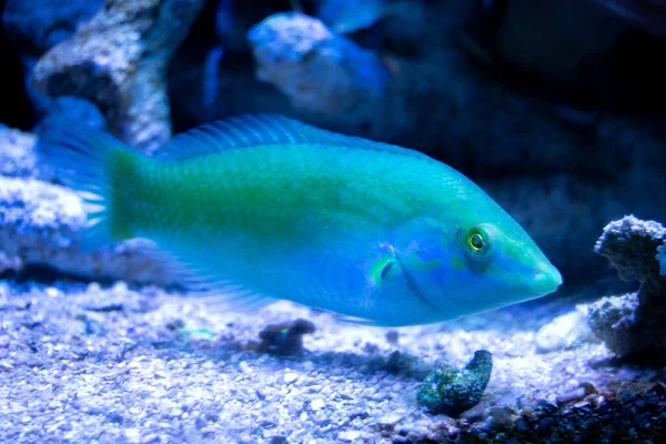 Underwater View Fish Aquarium — Stock Photo, Image