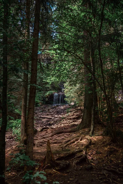 Schöne Landschaft Wald — Stockfoto