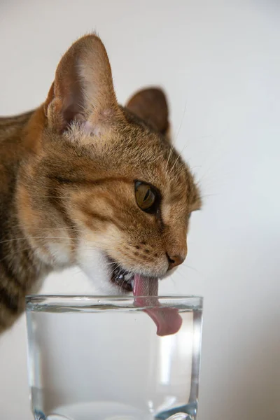 Katze Mit Einem Glas Milch — Stockfoto