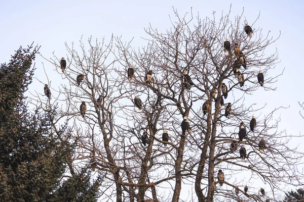 Nido Aves Árbol — Foto de Stock