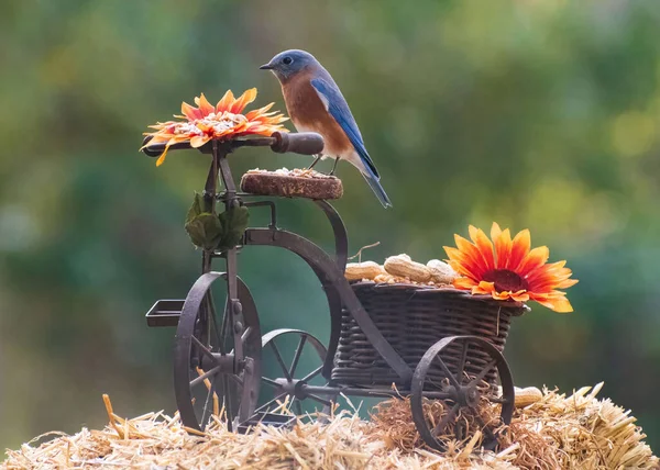 Uccello Seduto Ramo Albero — Foto Stock