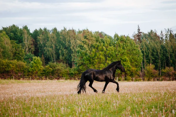 Pferd Auf Dem Feld — Stockfoto