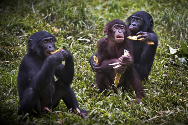 Majmok Egy Csoportja Erdőben — Stock Fotó