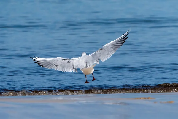 Mouette Volant Dans Eau — Photo