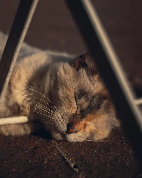 Кіт Лежить Підлозі — стокове фото